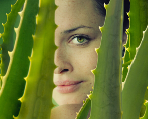 Properties and benefits of the Aloe Vera plant
